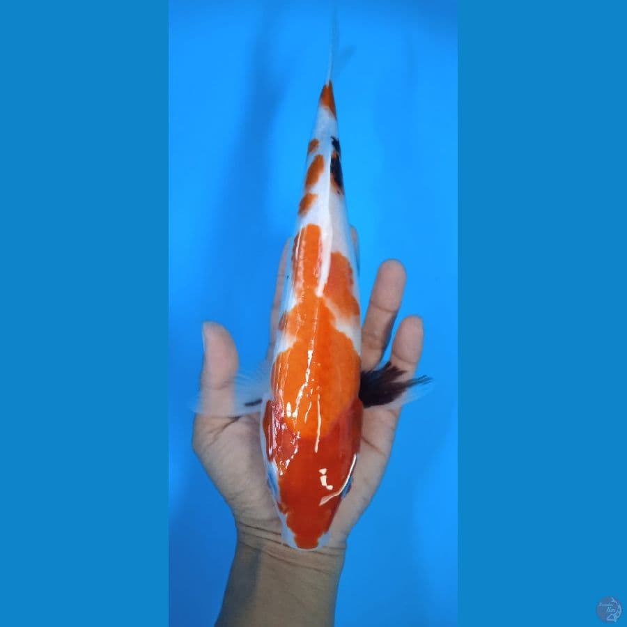 showa : 30 cm