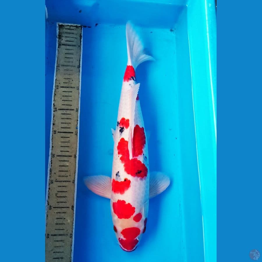 47cm supered sanke male orie