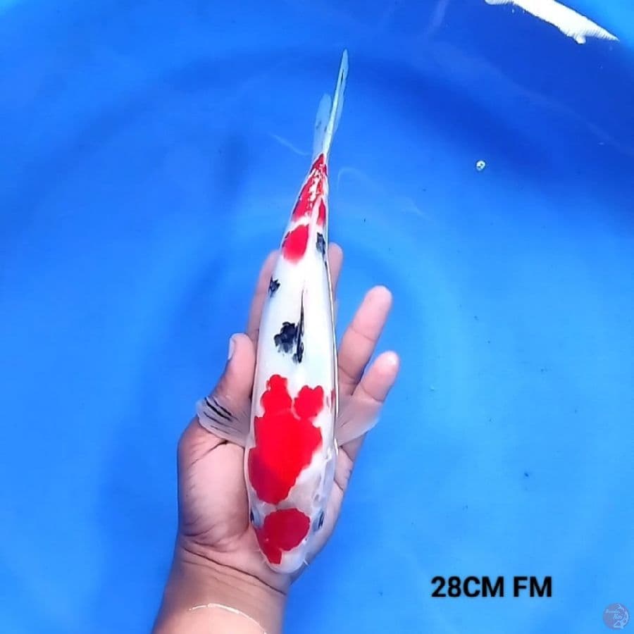 Sanke 28CM FM