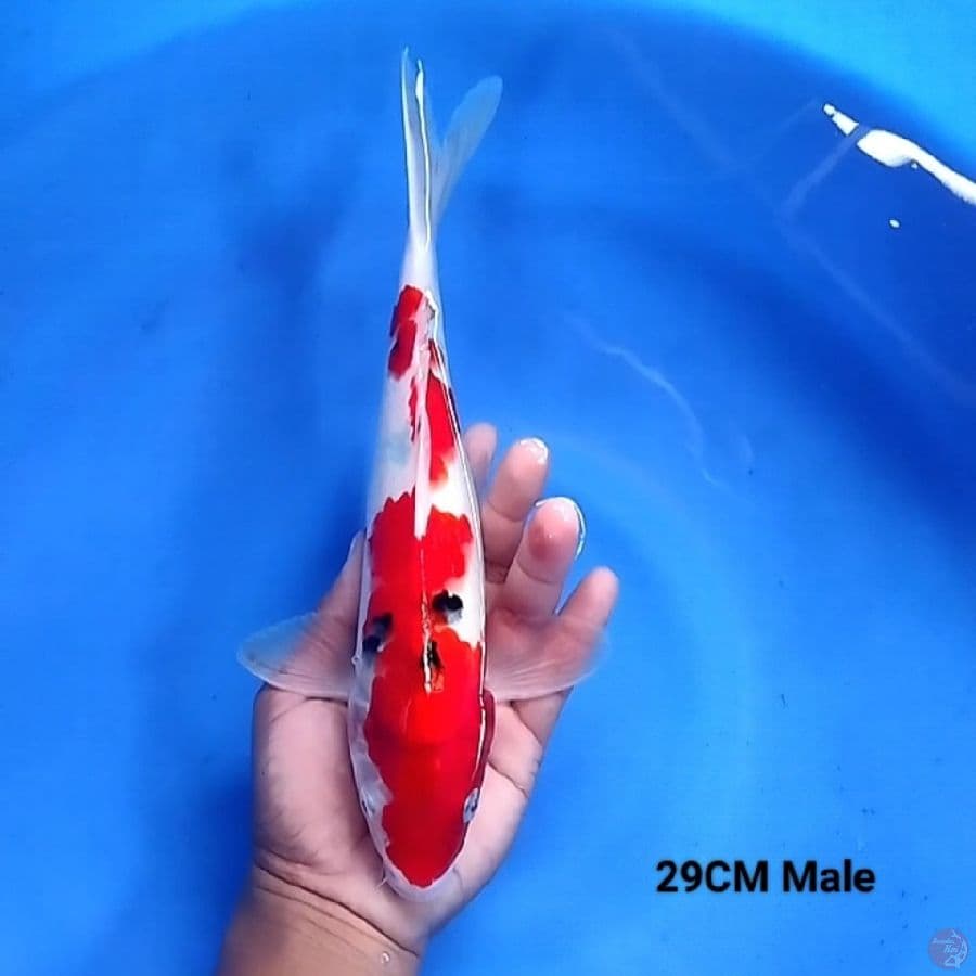 Sanke 29CM Male