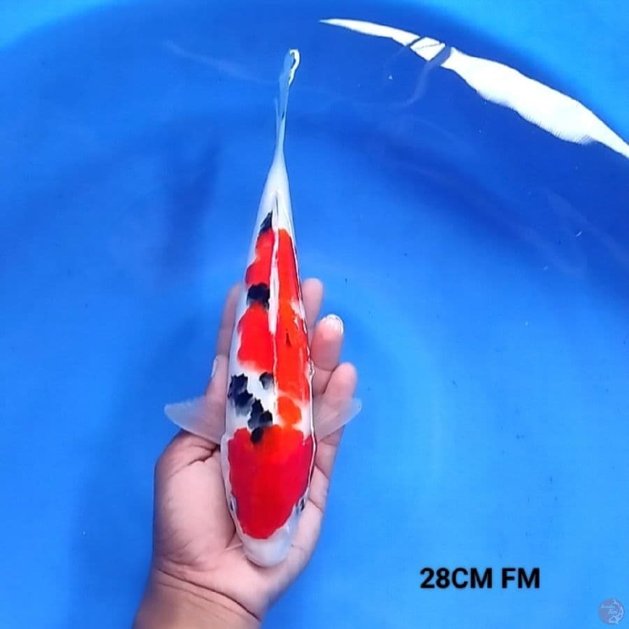 Sanke 28CM FM