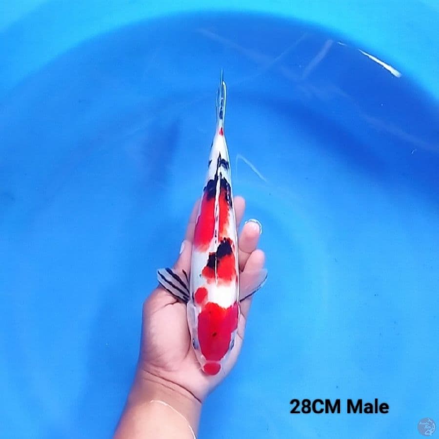Sanke 28CM.Male