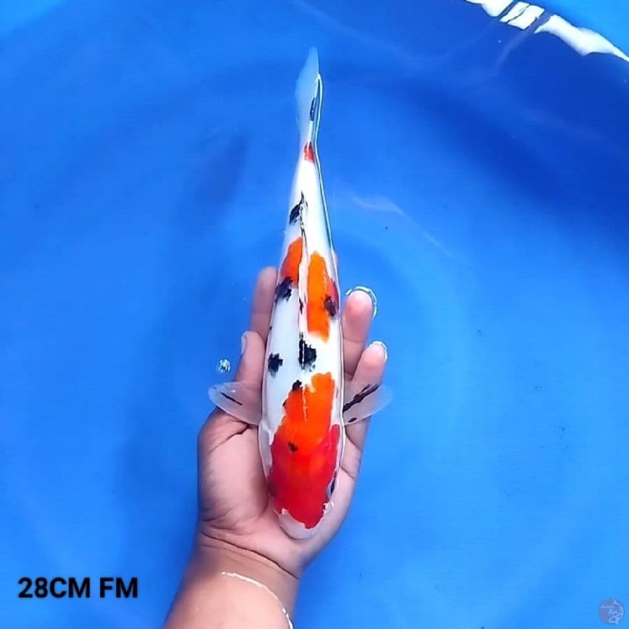 Sanke 28CM FM