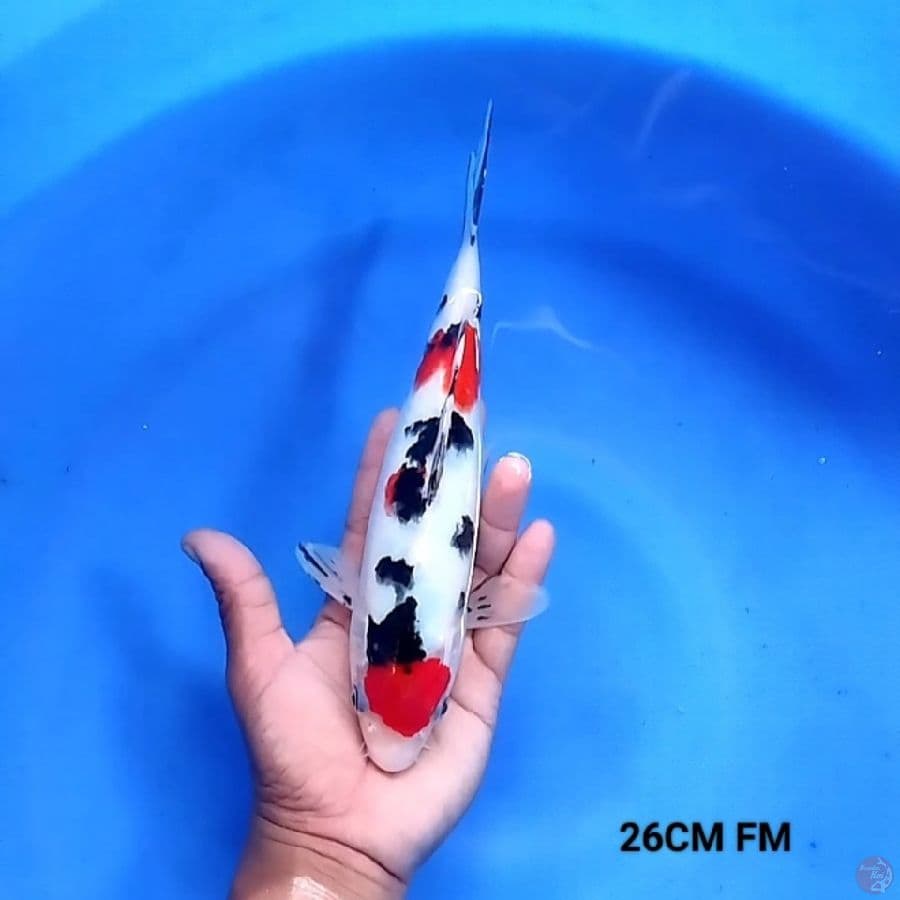 Tancho Sanke 26CM FM