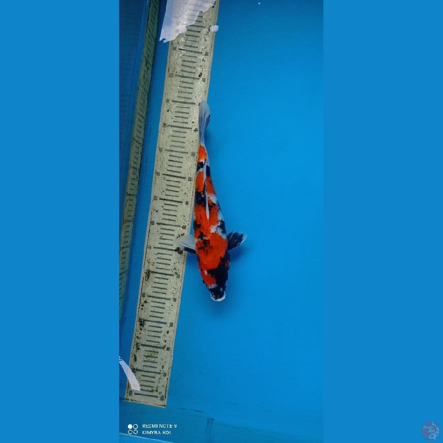 showa 37cm