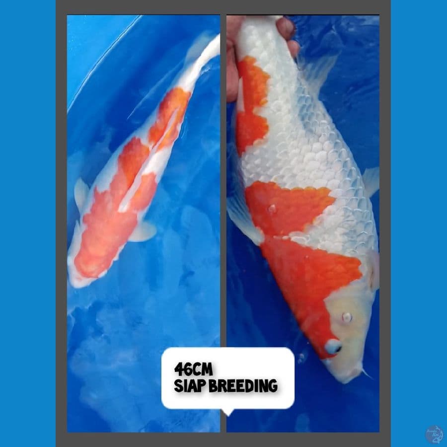 kohaku 46cm
