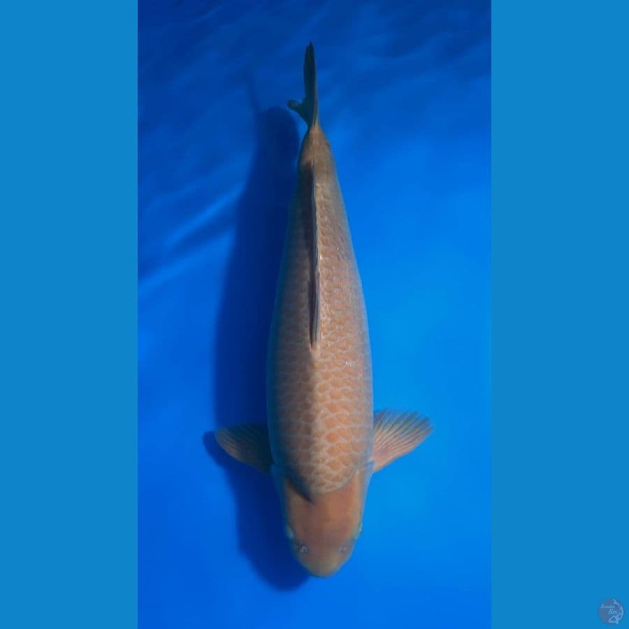 Cagoi 53cm Ogata koi Farm