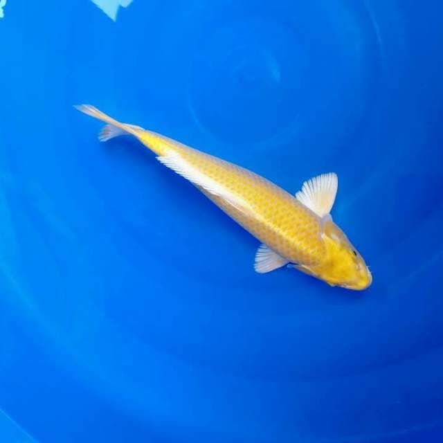 Yamabuki ogon bulky