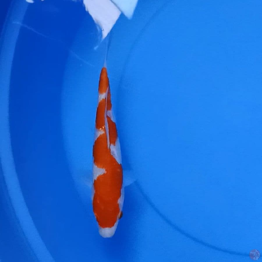 Inazuma kohaku 21cm bahan keep