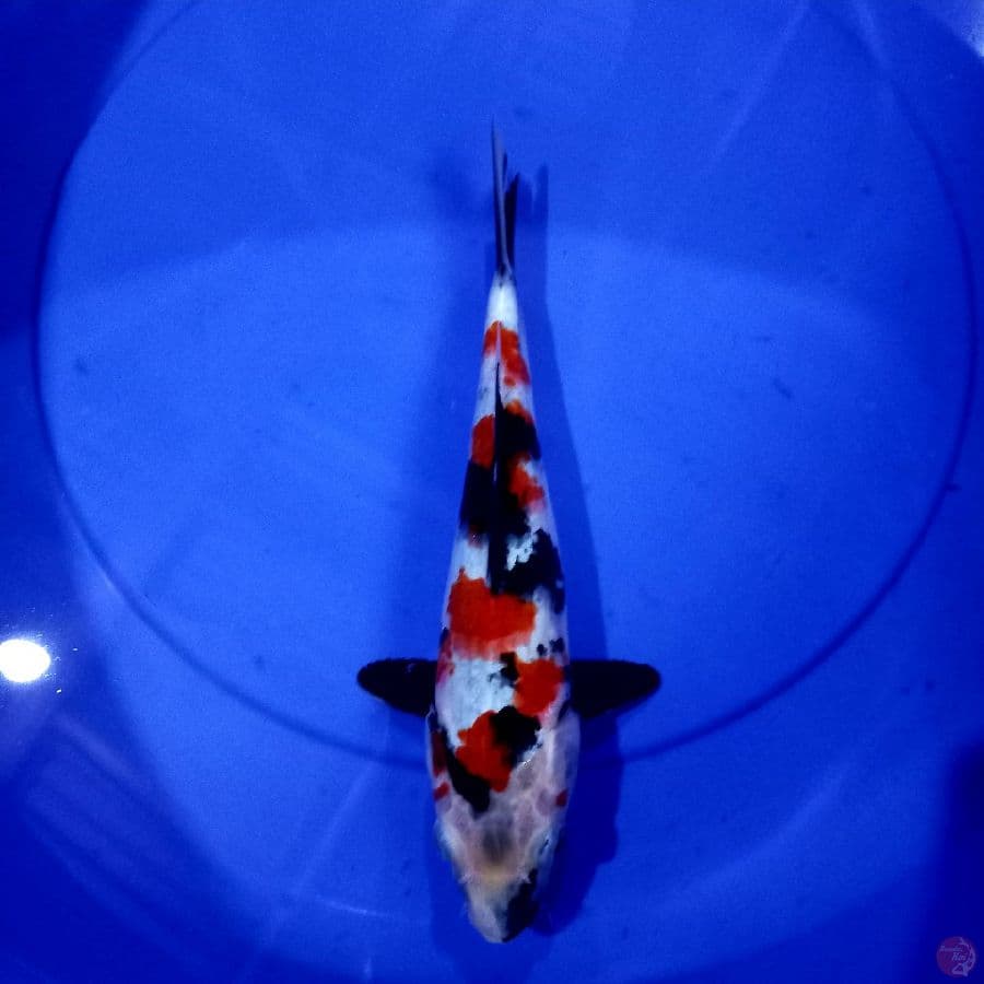 SHOWA//28 CM