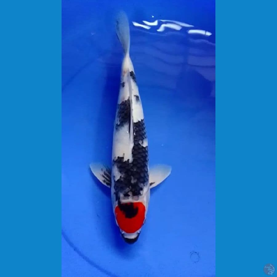 Tancho showa 35cm male