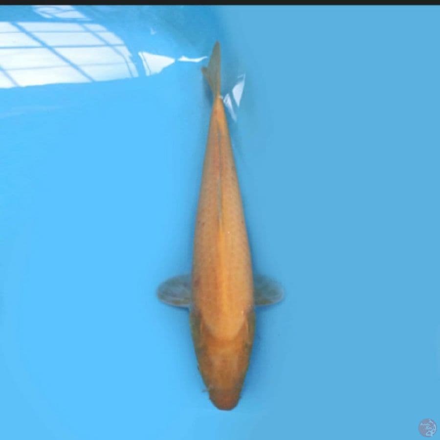 Karashi Jumbo 44 cm