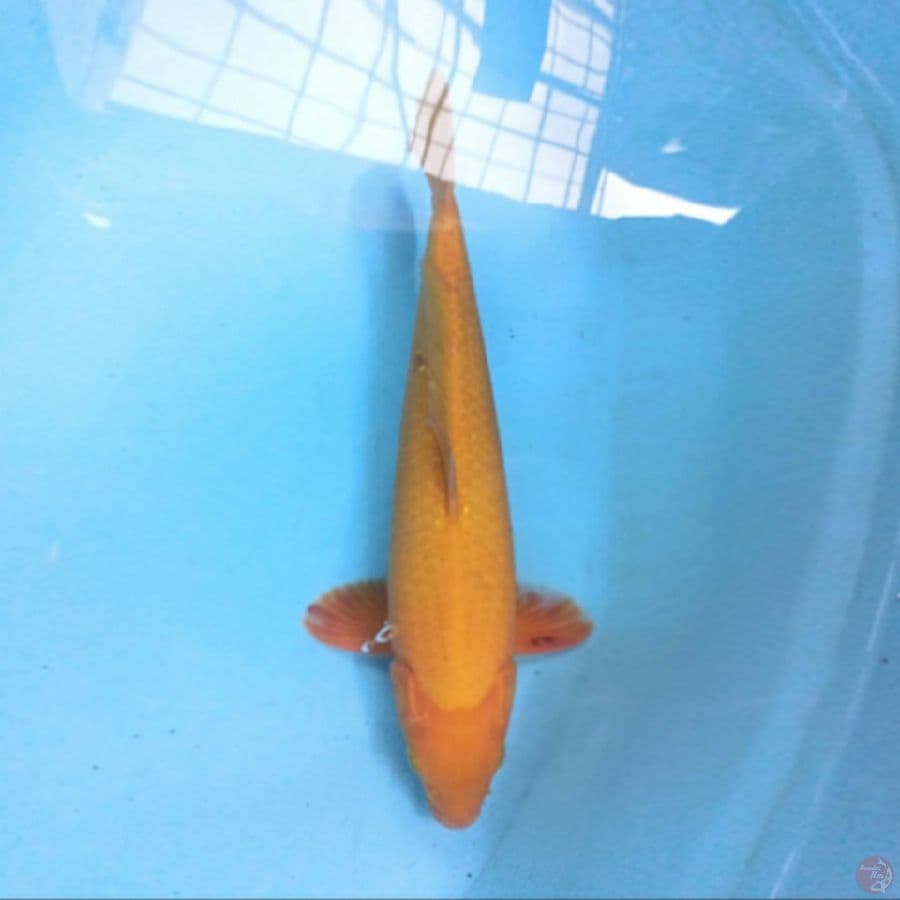 Karashi Jumbo 44 cm