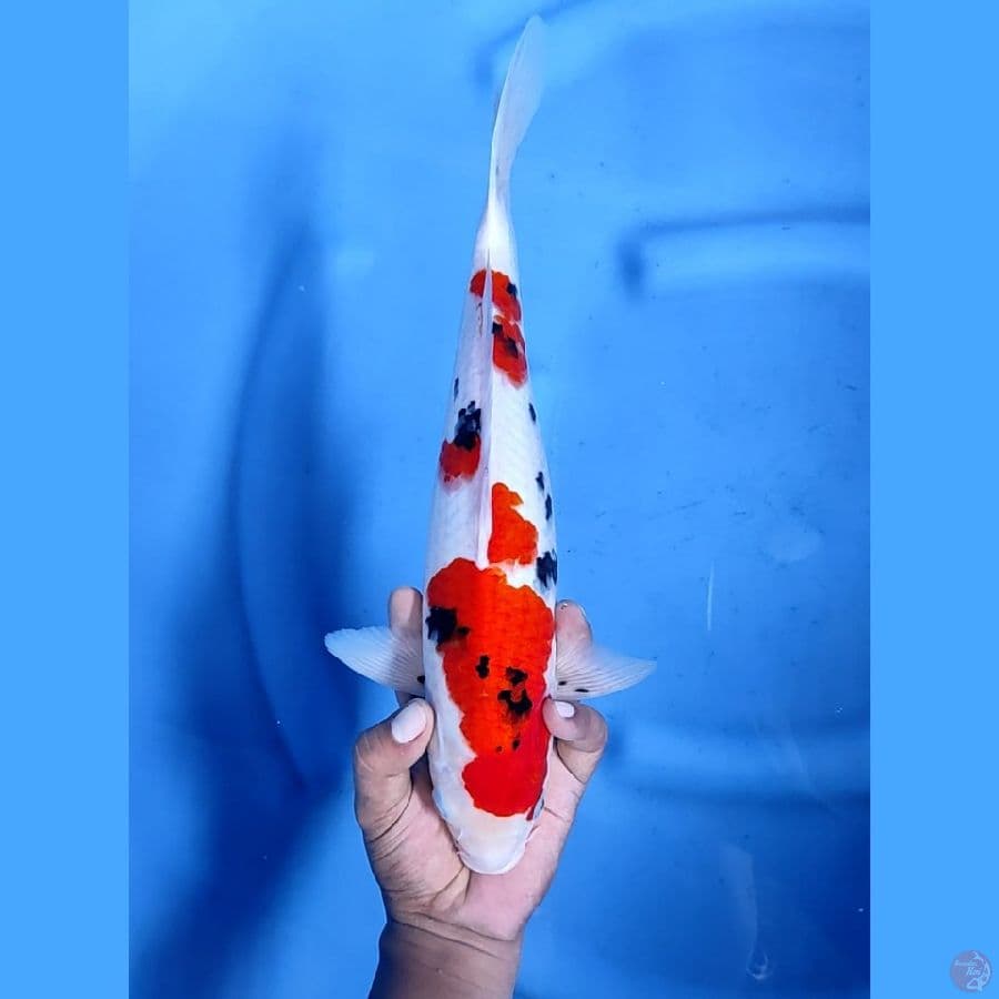 35CM # TAISHO SHANSOKU - M