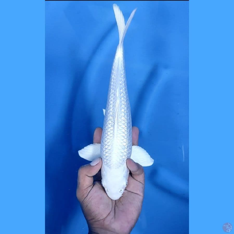 30CM # PLATINUM GINRIN - M