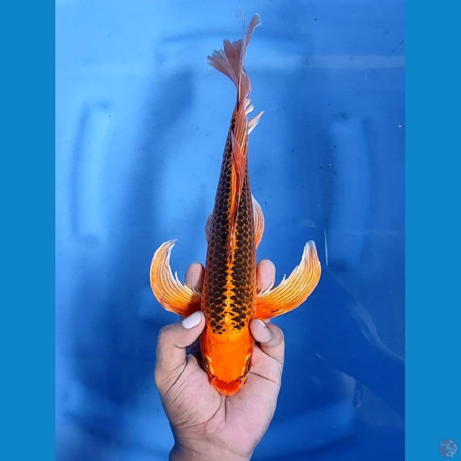 34CM # KUMPAY KIN MATSUBA - M