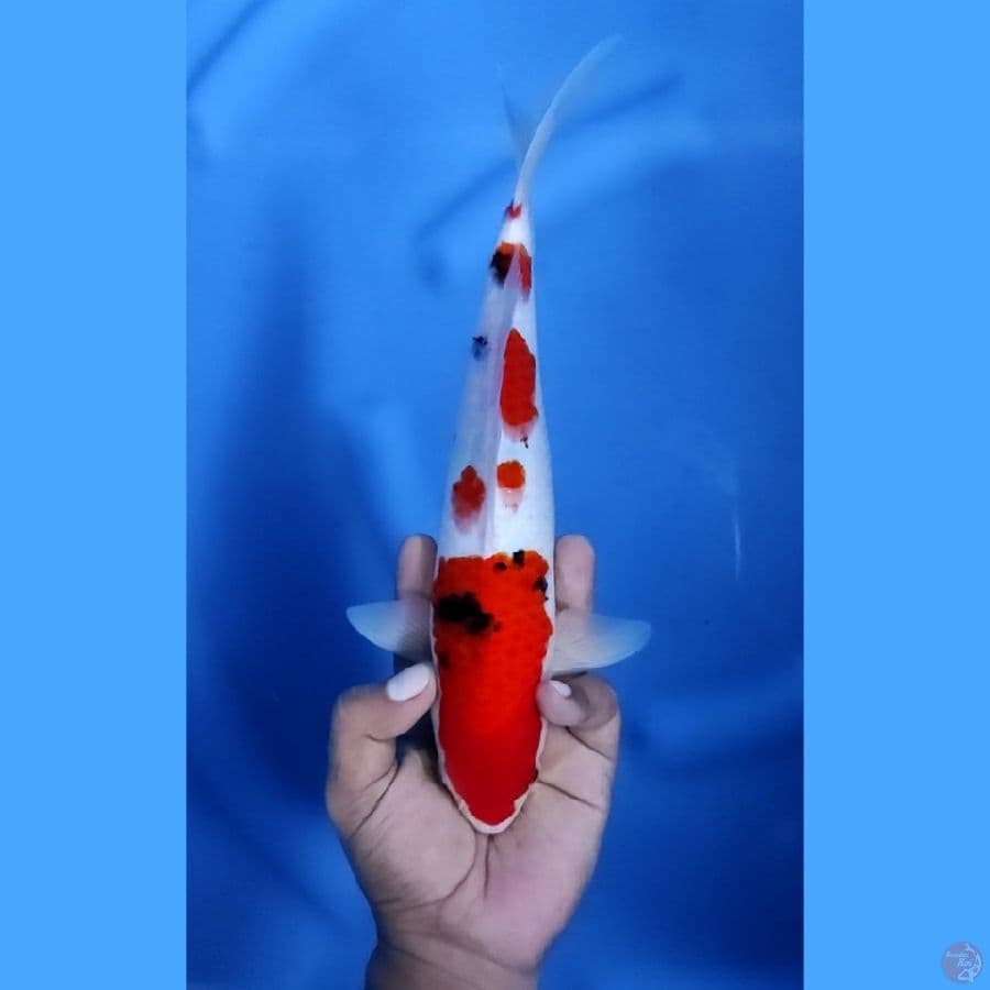 28CM # SANKE - M