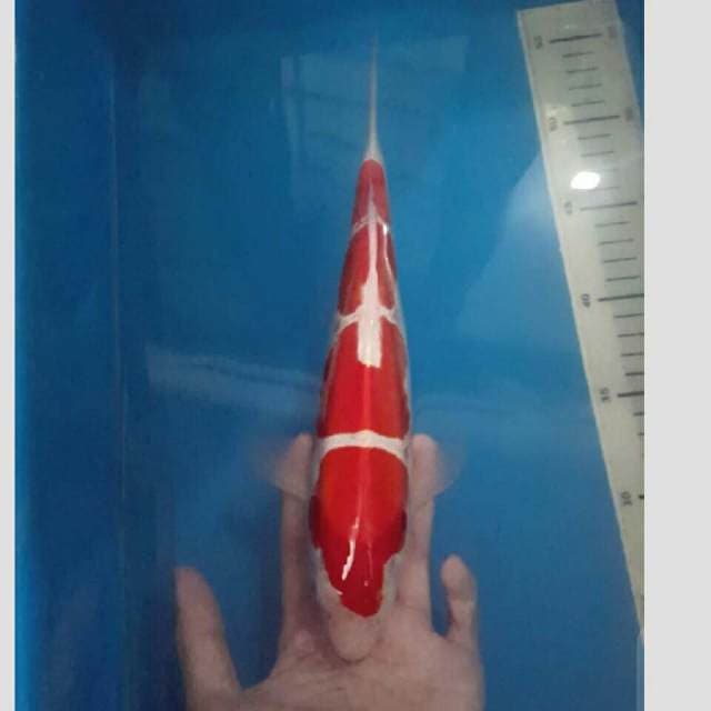 kohaku 4step merah darah superr