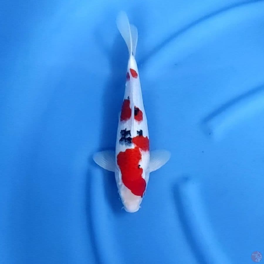 31CM # SANKE HALUS - M