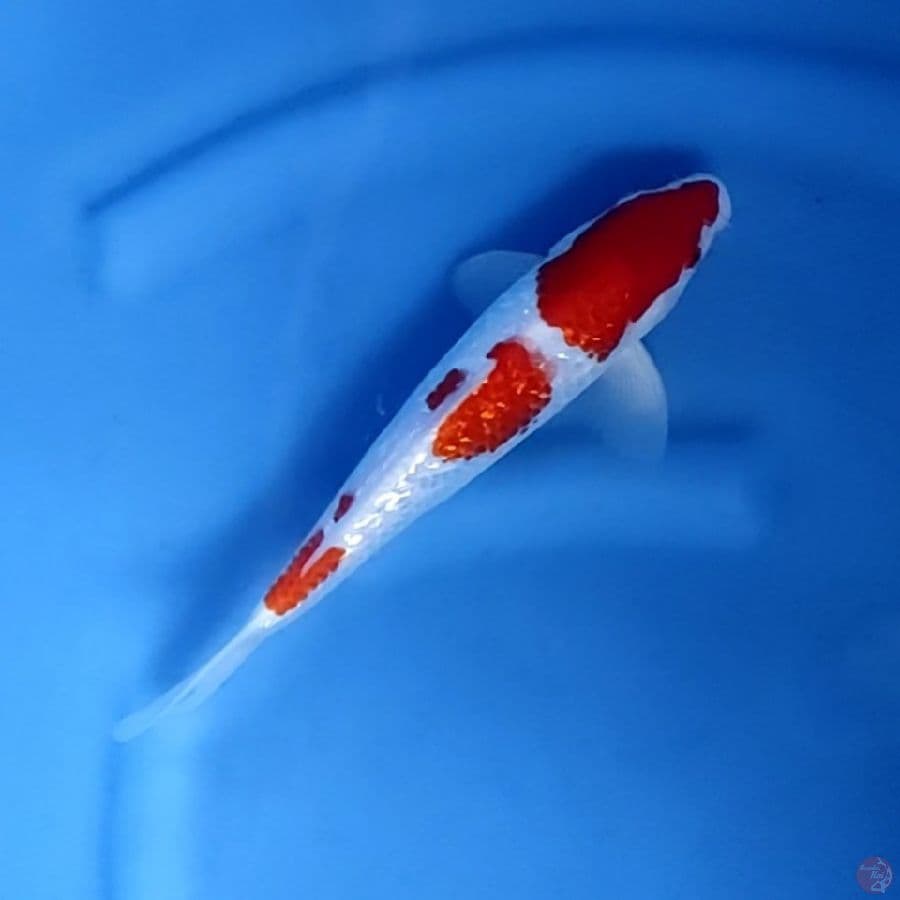 27CM # KOHAKU GINRIN QUALITY - M
