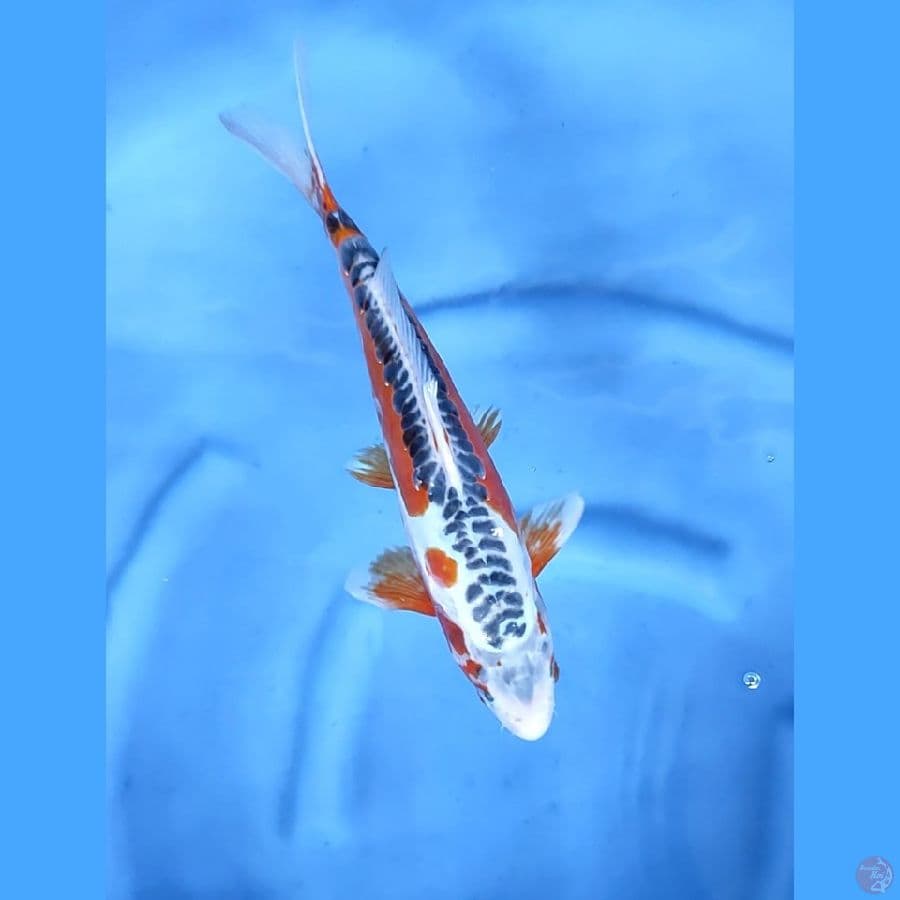 32CM # HANA SHUSUI - M