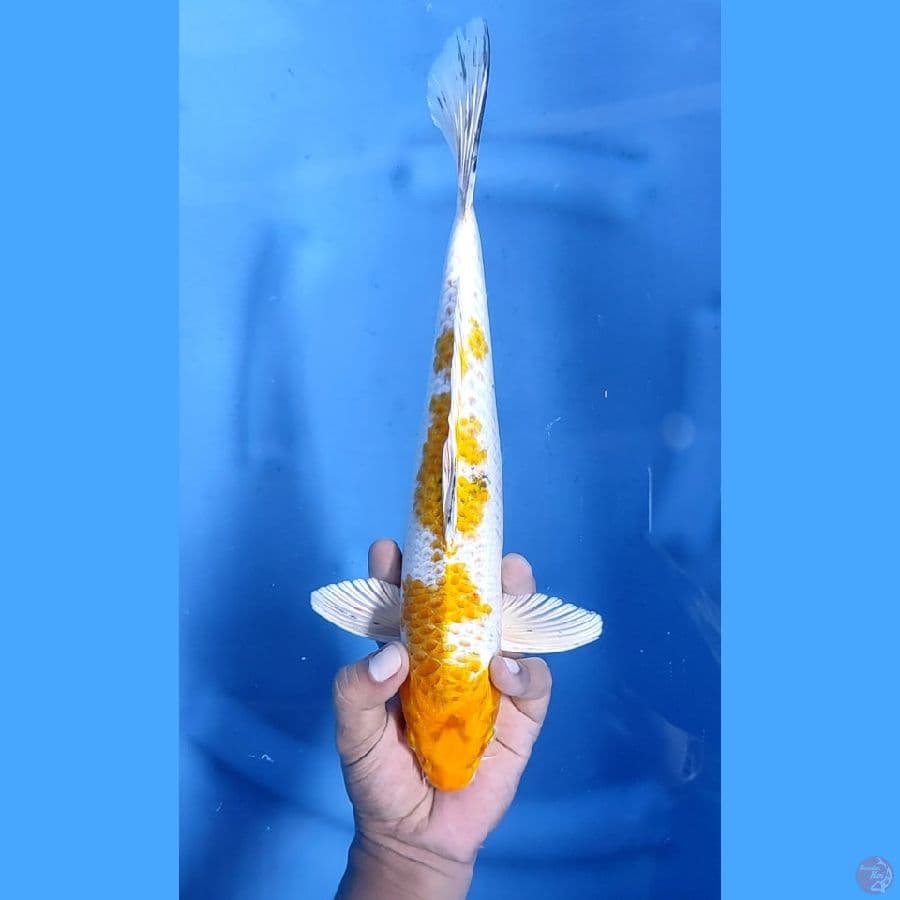34CM # KIN KI SHOWA - M