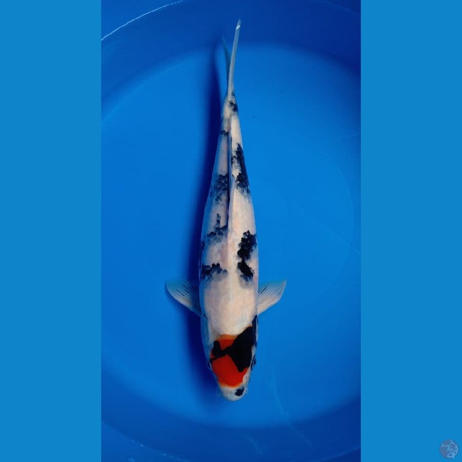 TANCO SHOWA JUMBO BODY GEMOY 46CM JANTAN