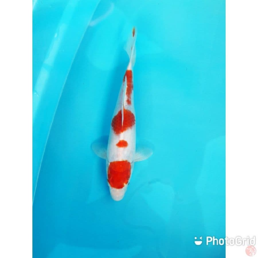 maruten kohaku hikari 29cm