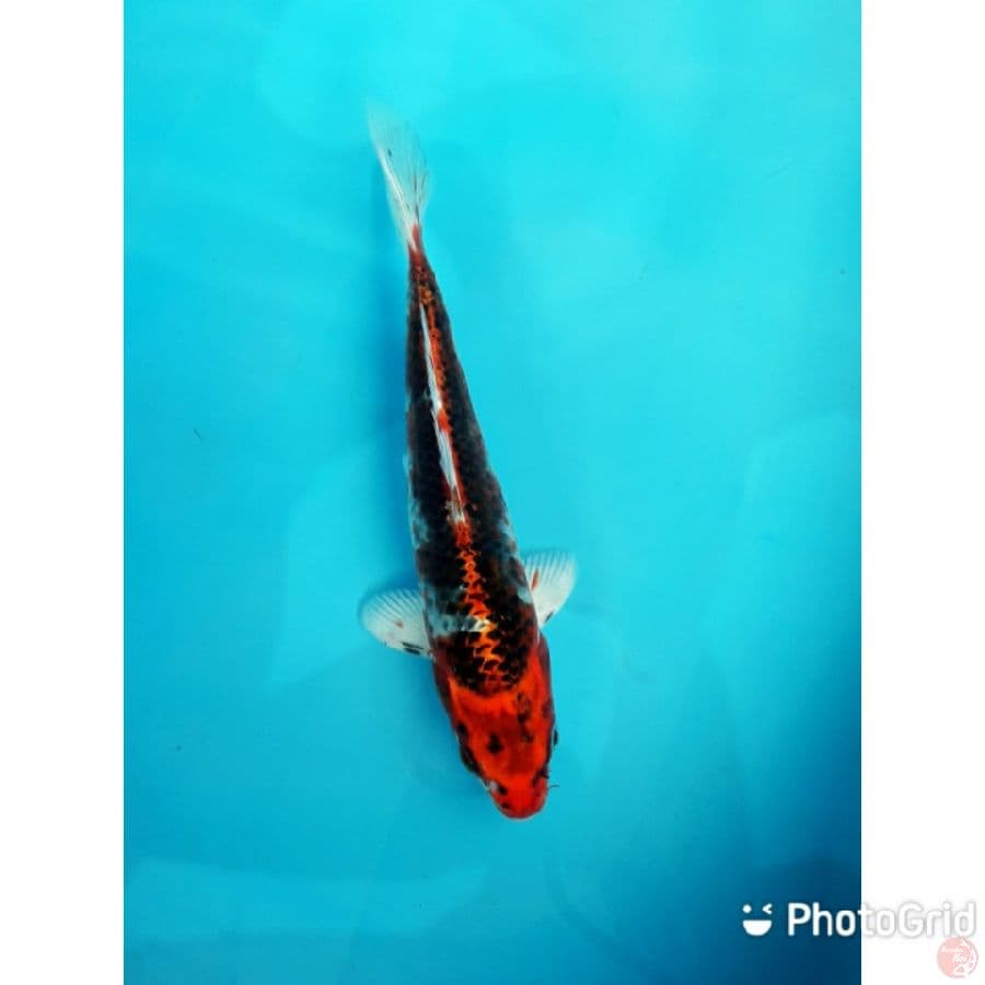 benigingga 26cm