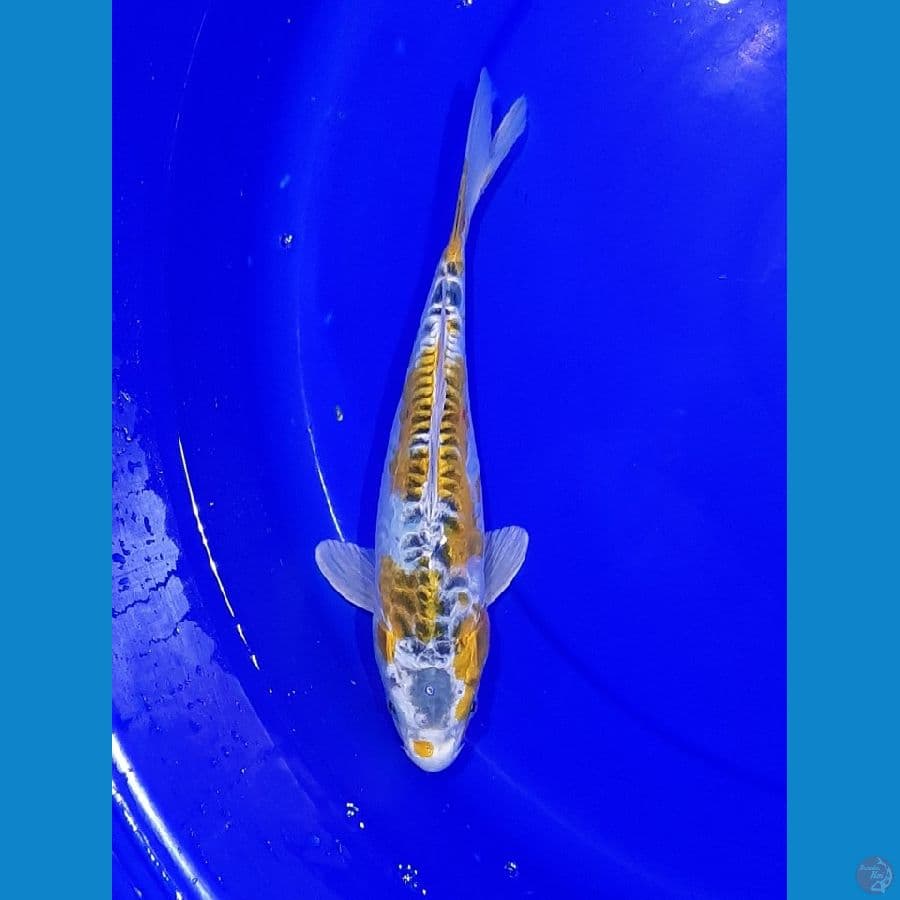 Hariwake Doitsu 27CM