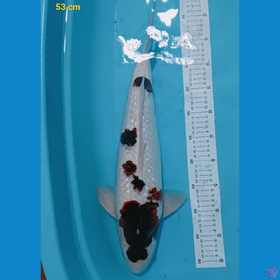 koromo ginrin 53 cm