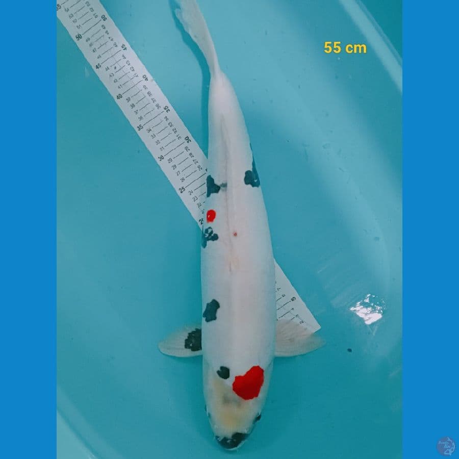 showa doit 55 cm