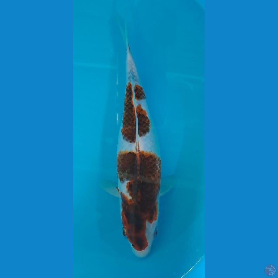 goromo 22cm
