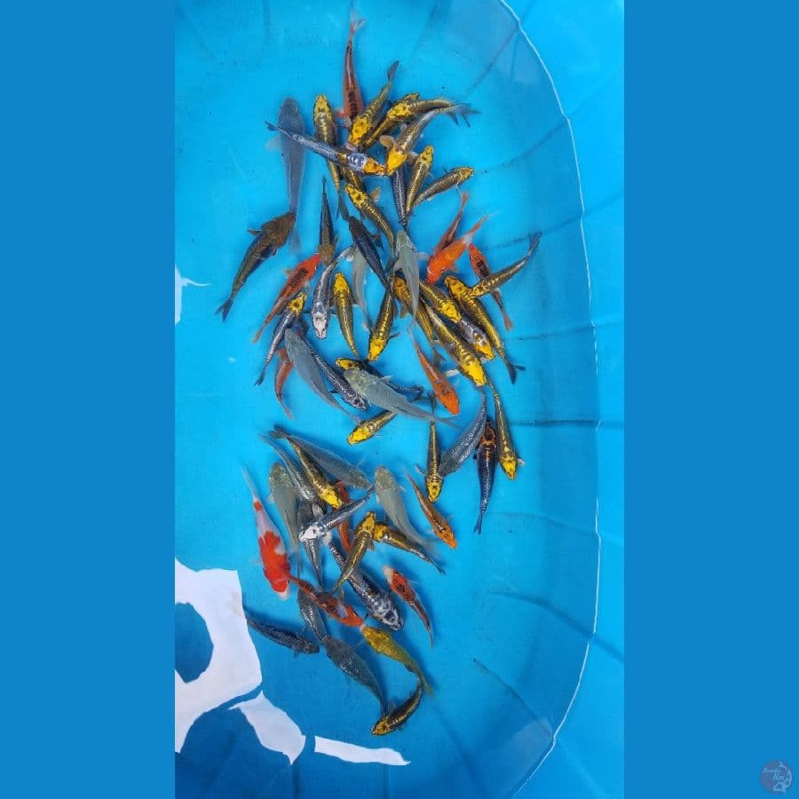 kiko mix