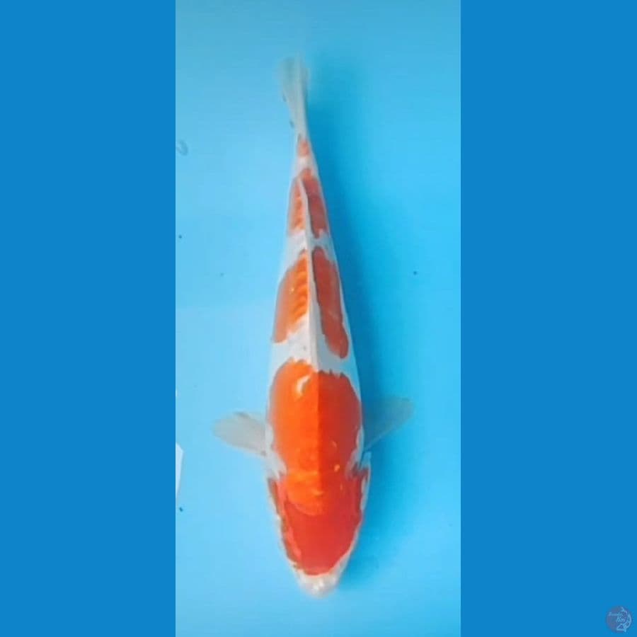 kohaku 30 cm female
