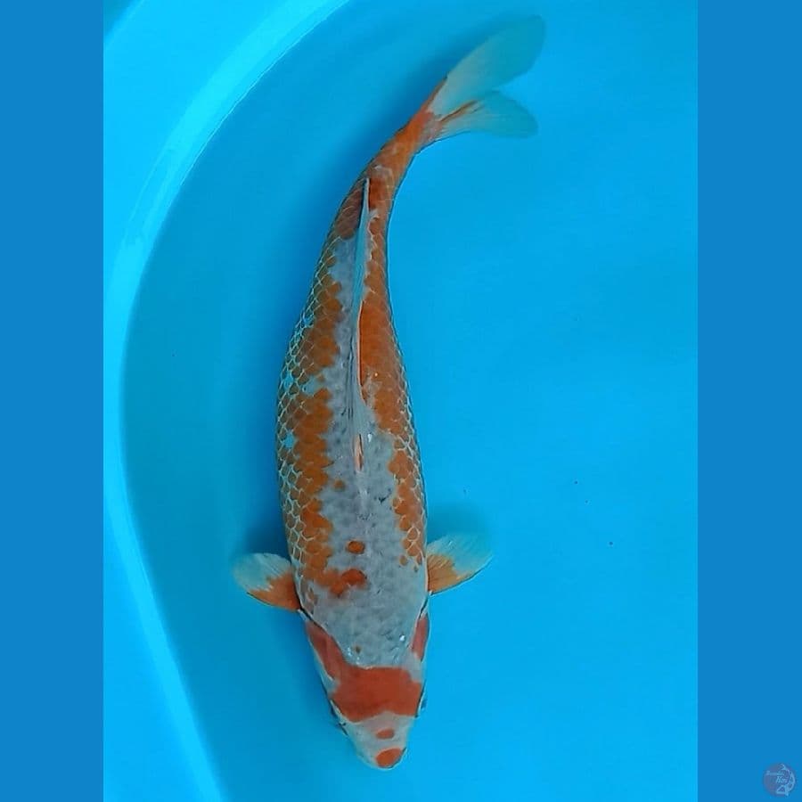 Sabikoyo