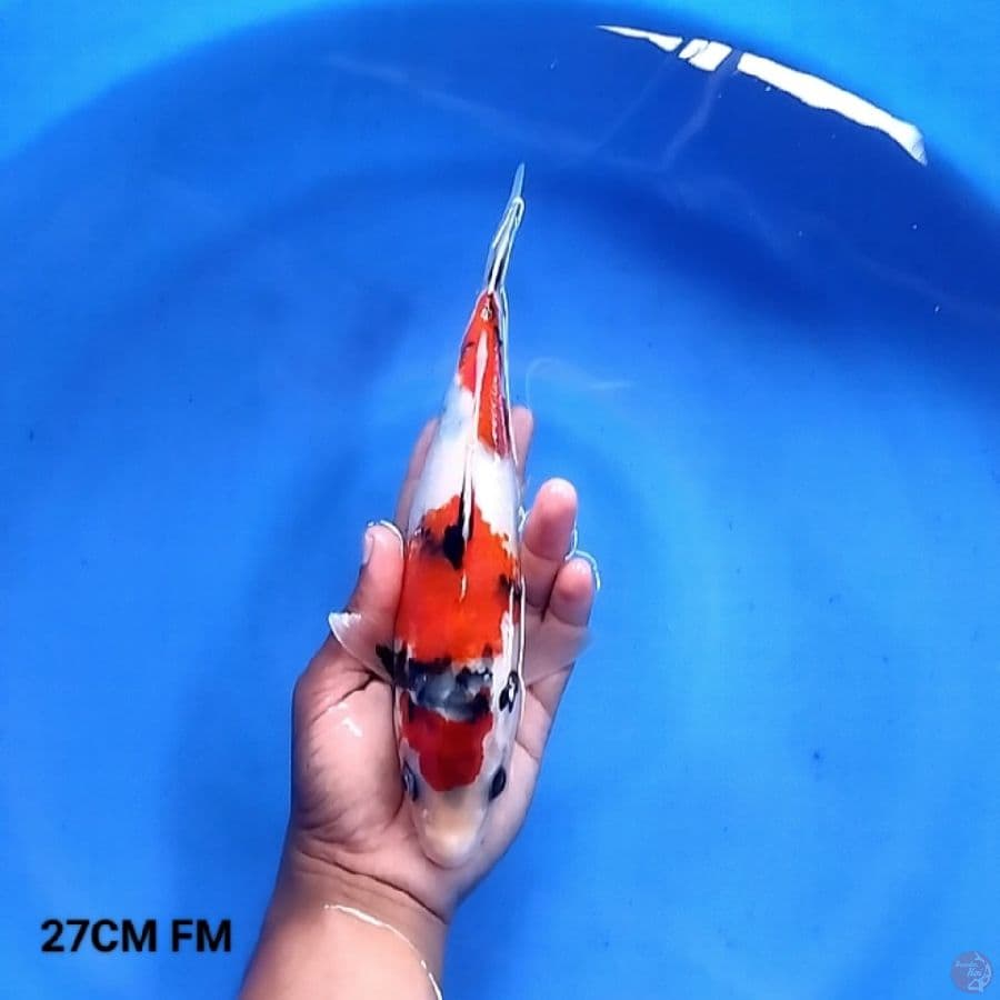 Tategoi Showa 27CM FM