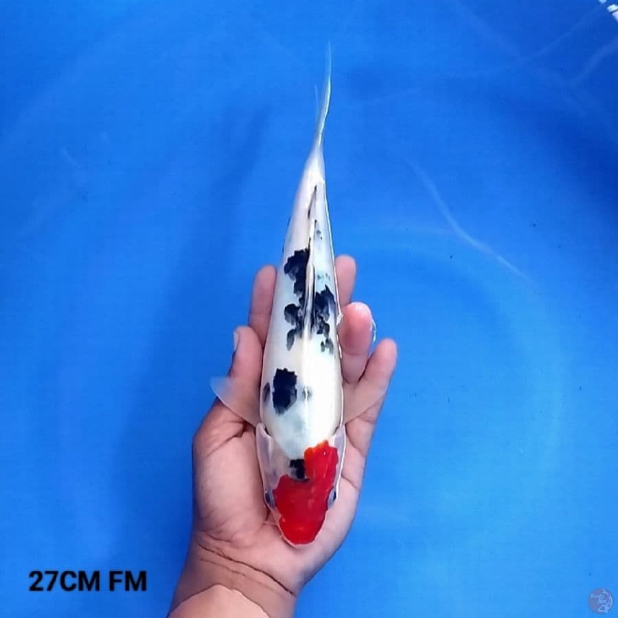 Tancho Sanke 27CM FM