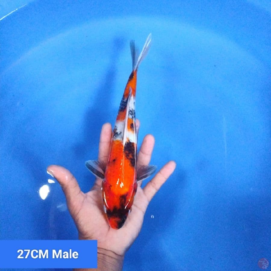 Showa 27CM Male