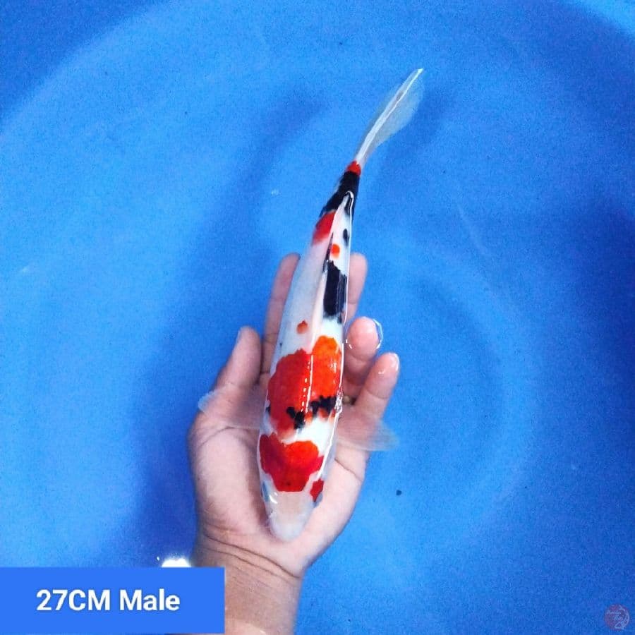 Sanke Showa 27 Male