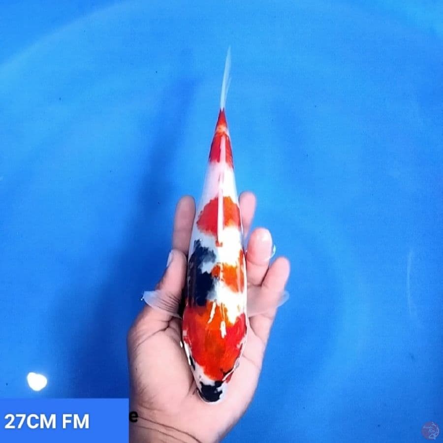 Showa 27 FM