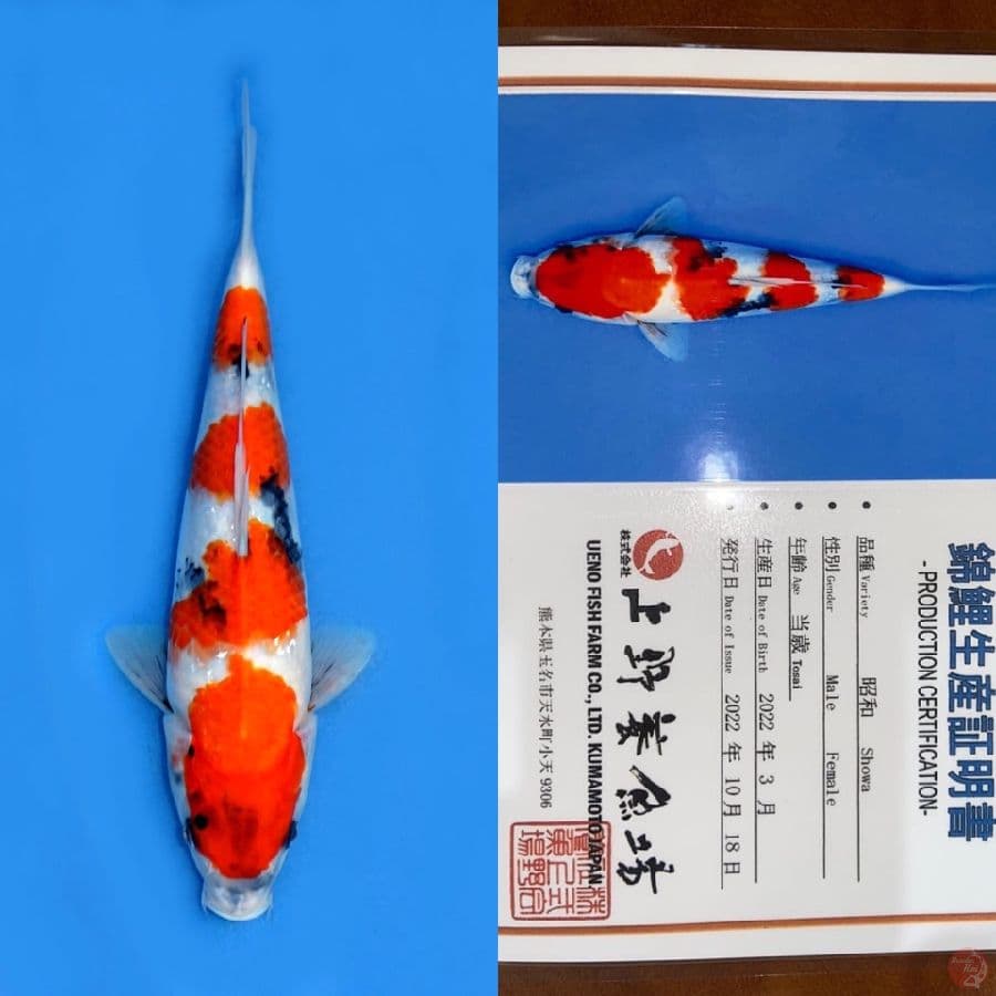 SHOWA HQ UENO 31CM