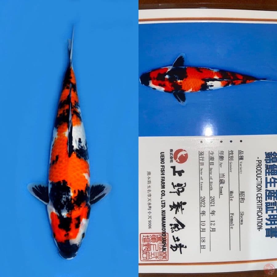 SHOWA HQ UENO 37CM