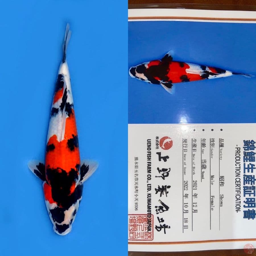 SHOWA UENO 35CM