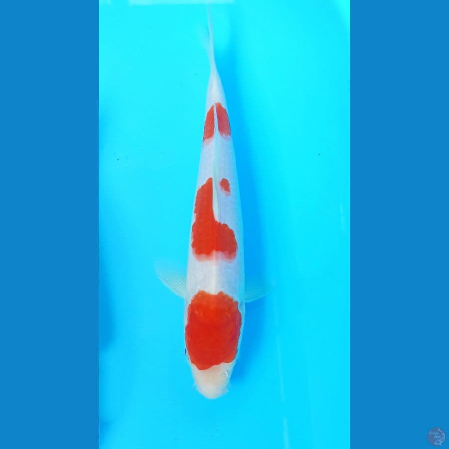 Kohaku 25cm