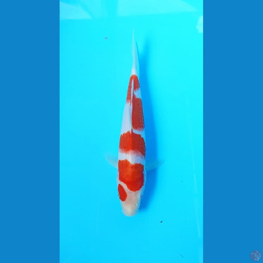 kohaku 24cm