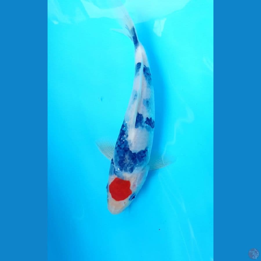 Tancho 22cm