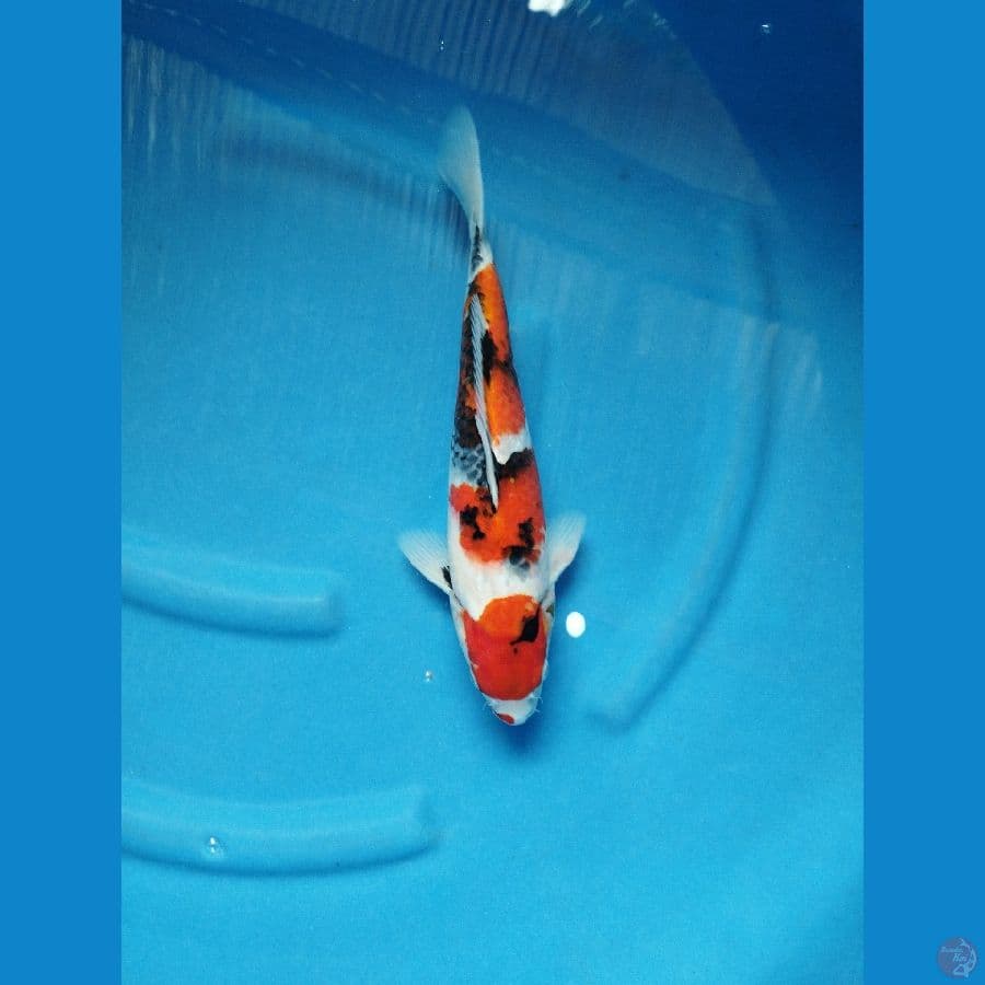 showa 35cm