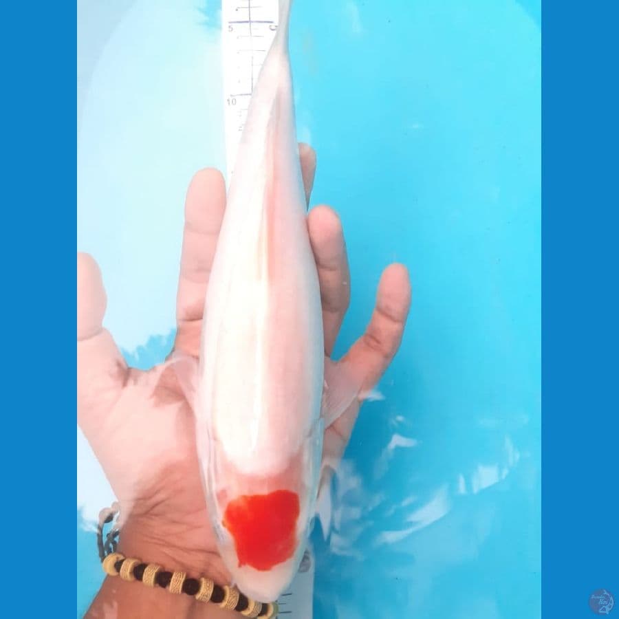 tanco kohaku