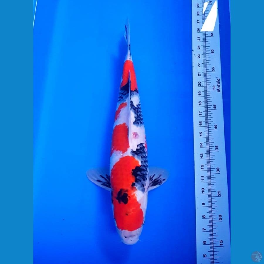 SHOWA SHANSOKU 51CM JANTAN